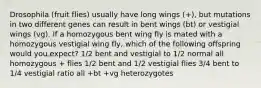 Drosophila (fruit flies) usually have long wings (+), but mutations in two different genes can result in bent wings (bt) or vestigial wings (vg). If a homozygous bent wing fly is mated with a homozygous vestigial wing fly, which of the following offspring would you expect? 1/2 bent and vestigial to 1/2 normal all homozygous + flies 1/2 bent and 1/2 vestigial flies 3/4 bent to 1/4 vestigial ratio all +bt +vg heterozygotes