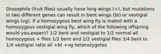 Drosophila (fruit flies) usually have long wings (+), but mutations in two different genes can result in bent wings (bt) or vestigial wings (vg). If a homozygous bent wing fly is mated with a homozygous vestigial wing fly, which of the following offspring would you expect? 1/2 bent and vestigial to 1/2 normal all homozygous + flies 1/2 bent and 1/2 vestigial flies 3/4 bent to 1/4 vestigial ratio all +bt +vg heterozygotes