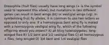 Drosophila (fruit flies) usually have long wings (+ is the symbol used to represent this allele), but mutations in two different genes can result in bent wings (bt) or vestigial wings (vg). In symbolizing fruit fly alleles, it is common to use two letters as opposed to only one. If a homozygous bent wing fly is mated with a homozygous vestigial wing fly, which of the following offspring would you expect? A) all btvg heterozygotes, long-winged flies B) 1/2 bent and 1/2 vestigial flies C) all homozygous + flies, long-winged D) 3/4 bent and 1/4 vestigial flies