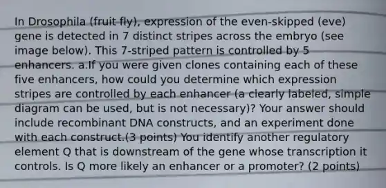 In Drosophila (fruit fly), expression of the even-skipped (eve) gene is detected in 7 distinct stripes across the embryo (see image below). This 7-striped pattern is controlled by 5 enhancers. a.If you were given clones containing each of these five enhancers, how could you determine which expression stripes are controlled by each enhancer (a clearly labeled, simple diagram can be used, but is not necessary)? Your answer should include recombinant DNA constructs, and an experiment done with each construct.(3 points) You identify another regulatory element Q that is downstream of the gene whose transcription it controls. Is Q more likely an enhancer or a promoter? (2 points)