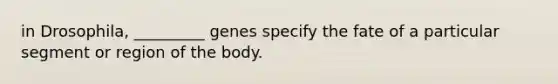 in Drosophila, _________ genes specify the fate of a particular segment or region of the body.