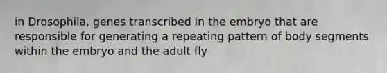 in Drosophila, genes transcribed in the embryo that are responsible for generating a repeating pattern of body segments within the embryo and the adult fly