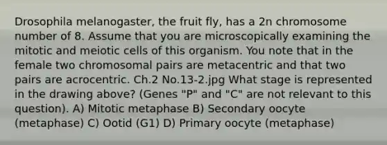 Drosophila melanogaster, the fruit fly, has a 2n chromosome number of 8. Assume that you are microscopically examining the mitotic and meiotic cells of this organism. You note that in the female two chromosomal pairs are metacentric and that two pairs are acrocentric. Ch.2 No.13-2.jpg What stage is represented in the drawing above? (Genes "P" and "C" are not relevant to this question). A) Mitotic metaphase B) Secondary oocyte (metaphase) C) Ootid (G1) D) Primary oocyte (metaphase)