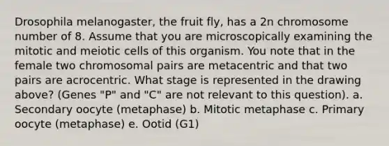 Drosophila melanogaster, the fruit fly, has a 2n chromosome number of 8. Assume that you are microscopically examining the mitotic and meiotic cells of this organism. You note that in the female two chromosomal pairs are metacentric and that two pairs are acrocentric. What stage is represented in the drawing above? (Genes "P" and "C" are not relevant to this question). a. Secondary oocyte (metaphase) b. Mitotic metaphase c. Primary oocyte (metaphase) e. Ootid (G1)