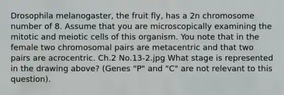 Drosophila melanogaster, the fruit fly, has a 2n chromosome number of 8. Assume that you are microscopically examining the mitotic and meiotic cells of this organism. You note that in the female two chromosomal pairs are metacentric and that two pairs are acrocentric. Ch.2 No.13-2.jpg What stage is represented in the drawing above? (Genes "P" and "C" are not relevant to this question).