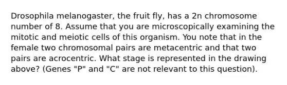 Drosophila melanogaster, the fruit fly, has a 2n chromosome number of 8. Assume that you are microscopically examining the mitotic and meiotic cells of this organism. You note that in the female two chromosomal pairs are metacentric and that two pairs are acrocentric. What stage is represented in the drawing above? (Genes "P" and "C" are not relevant to this question).