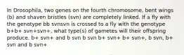 In Drosophila, two genes on the fourth chromosome, bent wings (b) and shaven bristles (svn) are completely linked. If a fly with the genotype bb svnsvn is crossed to a fly with the genotype b+b+ svn+svn+, what type(s) of gametes will their offspring produce. b+ svn+ and b svn b svn b+ svn+ b+ svn+, b svn, b+ svn and b svn+