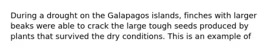 During a drought on the Galapagos islands, finches with larger beaks were able to crack the large tough seeds produced by plants that survived the dry conditions. This is an example of