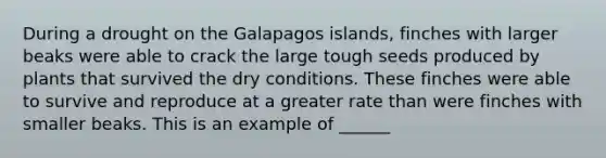 During a drought on the Galapagos islands, finches with larger beaks were able to crack the large tough seeds produced by plants that survived the dry conditions. These finches were able to survive and reproduce at a greater rate than were finches with smaller beaks. This is an example of ______