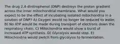 The drug 2,4-dinitrophenol (DNP) destroys the proton gradient across the inner mitochondrial membrane. What would you expect to be the effect of incubating isolated mitochondria in a solution of DNP? A) Oxygen would no longer be reduced to water. B) No ATP would be made during transport of electrons down the respiratory chain. C) Mitochondria would show a burst of increased ATP synthesis. D) Glycolysis would stop. E) Mitochondria would switch from glycolysis to fermentation.
