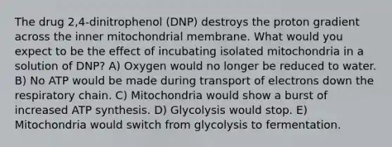 The drug 2,4-dinitrophenol (DNP) destroys the proton gradient across the inner mitochondrial membrane. What would you expect to be the effect of incubating isolated mitochondria in a solution of DNP? A) Oxygen would no longer be reduced to water. B) No ATP would be made during transport of electrons down the respiratory chain. C) Mitochondria would show a burst of increased ATP synthesis. D) Glycolysis would stop. E) Mitochondria would switch from glycolysis to fermentation.