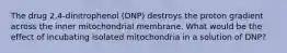 The drug 2,4-dinitrophenol (DNP) destroys the proton gradient across the inner mitochondrial membrane. What would be the effect of incubating isolated mitochondria in a solution of DNP?