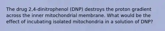 The drug 2,4-dinitrophenol (DNP) destroys the proton gradient across the inner mitochondrial membrane. What would be the effect of incubating isolated mitochondria in a solution of DNP?