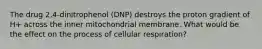 The drug 2,4-dinitrophenol (DNP) destroys the proton gradient of H+ across the inner mitochondrial membrane. What would be the effect on the process of cellular respiration?