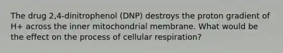 The drug 2,4-dinitrophenol (DNP) destroys the proton gradient of H+ across the inner mitochondrial membrane. What would be the effect on the process of cellular respiration?