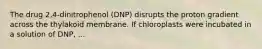 The drug 2,4-dinitrophenol (DNP) disrupts the proton gradient across the thylakoid membrane. If chloroplasts were incubated in a solution of DNP, ...