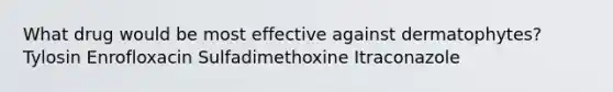 What drug would be most effective against dermatophytes? Tylosin Enrofloxacin Sulfadimethoxine Itraconazole