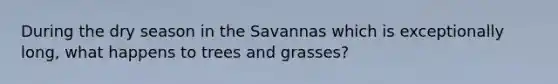 During the dry season in the Savannas which is exceptionally long, what happens to trees and grasses?