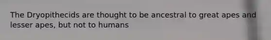The Dryopithecids are thought to be ancestral to great apes and lesser apes, but not to humans