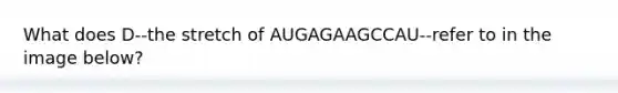 What does D--the stretch of AUGAGAAGCCAU--refer to in the image below?