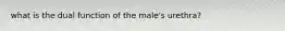 what is the dual function of the male's urethra?