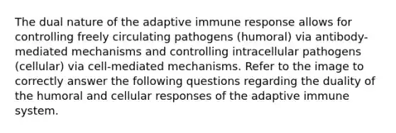 The dual nature of the adaptive immune response allows for controlling freely circulating pathogens (humoral) via antibody-mediated mechanisms and controlling intracellular pathogens (cellular) via cell-mediated mechanisms. Refer to the image to correctly answer the following questions regarding the duality of the humoral and cellular responses of the adaptive immune system.