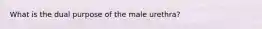 What is the dual purpose of the male urethra?