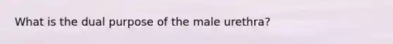 What is the dual purpose of the male urethra?