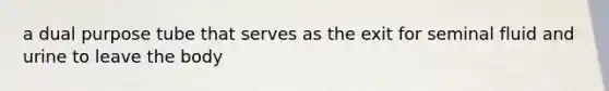 a dual purpose tube that serves as the exit for seminal fluid and urine to leave the body