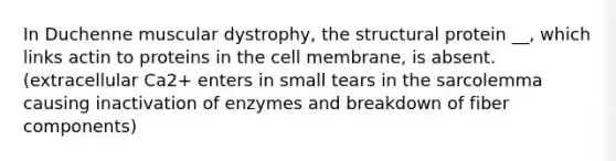 In Duchenne muscular dystrophy, the structural protein __, which links actin to proteins in the cell membrane, is absent. (extracellular Ca2+ enters in small tears in the sarcolemma causing inactivation of enzymes and breakdown of fiber components)