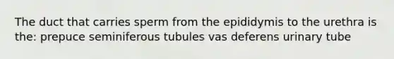 The duct that carries sperm from the epididymis to the urethra is the: prepuce seminiferous tubules vas deferens urinary tube