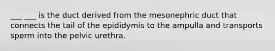 ___ ___ is the duct derived from the mesonephric duct that connects the tail of the epididymis to the ampulla and transports sperm into the pelvic urethra.