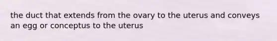 the duct that extends from the ovary to the uterus and conveys an egg or conceptus to the uterus