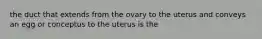 the duct that extends from the ovary to the uterus and conveys an egg or conceptus to the uterus is the