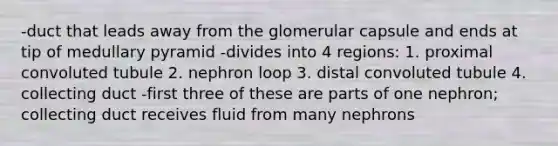 -duct that leads away from the glomerular capsule and ends at tip of medullary pyramid -divides into 4 regions: 1. proximal convoluted tubule 2. nephron loop 3. distal convoluted tubule 4. collecting duct -first three of these are parts of one nephron; collecting duct receives fluid from many nephrons