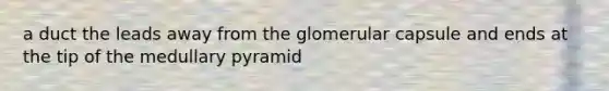 a duct the leads away from the glomerular capsule and ends at the tip of the medullary pyramid