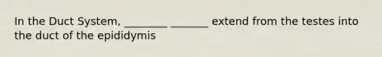 In the Duct System, ________ _______ extend from the testes into the duct of the epididymis