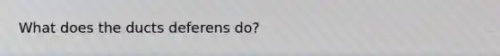 What does the ducts deferens do?