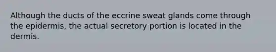 Although the ducts of the eccrine sweat glands come through the epidermis, the actual secretory portion is located in the dermis.