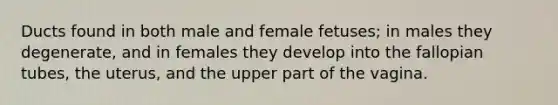 Ducts found in both male and female fetuses; in males they degenerate, and in females they develop into the fallopian tubes, the uterus, and the upper part of the vagina.