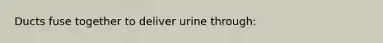 Ducts fuse together to deliver urine through: