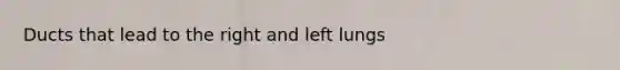 Ducts that lead to the right and left lungs
