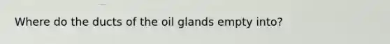 Where do the ducts of the oil glands empty into?