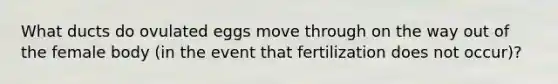 What ducts do ovulated eggs move through on the way out of the female body (in the event that fertilization does not occur)?