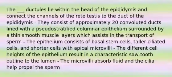 The ___ ductules lie within the head of the epididymis and connect the channels of the rete testis to the duct of the epididymis - They consist of approximately 20 convoluted ducts lined with a pseudostratified columnar epithelium surrounded by a thin smooth muscle layers which assists in the transport of sperm - The epithelium consists of basal stem cells, taller ciliated cells, and shorter cells with apical microvilli - The different cell heights of the epithelium result in a characteristic saw-tooth outline to the lumen - The microvilli absorb fluid and the cilia help propel the sperm