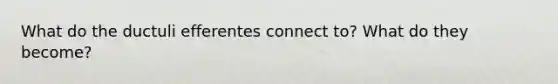 What do the ductuli efferentes connect to? What do they become?