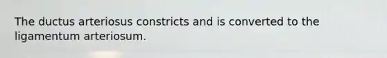 The ductus arteriosus constricts and is converted to the ligamentum arteriosum.
