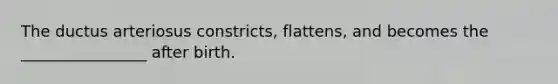 The ductus arteriosus constricts, flattens, and becomes the ________________ after birth.