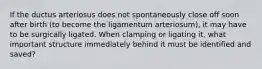 If the ductus arteriosus does not spontaneously close off soon after birth (to become the ligamentum arteriosum), it may have to be surgically ligated. When clamping or ligating it, what important structure immediately behind it must be identified and saved?