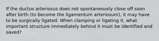 If the ductus arteriosus does not spontaneously close off soon after birth (to become the ligamentum arteriosum), it may have to be surgically ligated. When clamping or ligating it, what important structure immediately behind it must be identified and saved?